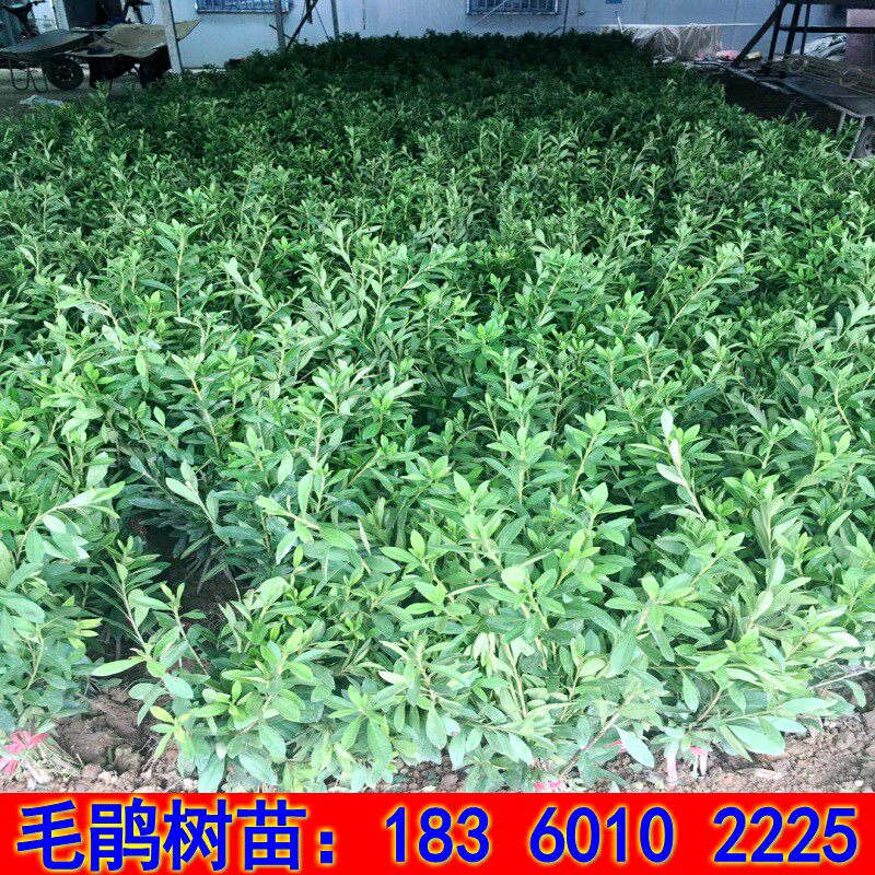 夏娟苗图片,图片,图片就这样(第13页)_大山谷图库