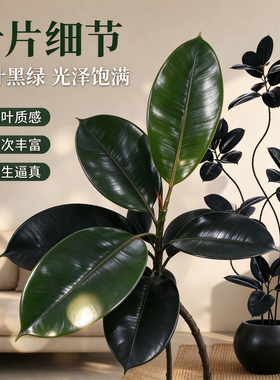 仿真黑金刚橡皮树大型落地绿植居家客厅盆栽无需养护仿真花装饰