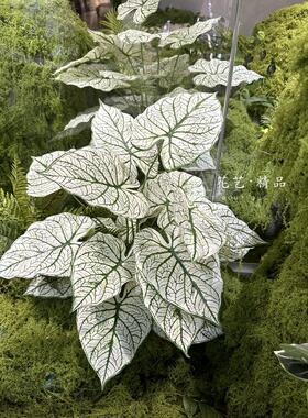 18叶白色芋叶盆栽植物海芋白化热带彷真造景叶材装饰品花箱花坛