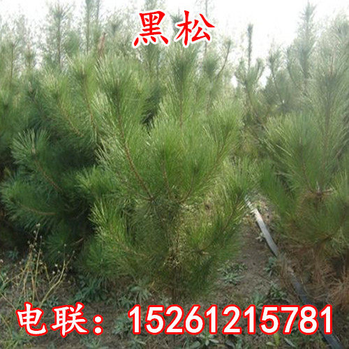 新采黑松种子 苗木行道树种子 油松马尾松种子松树林木绿化苗种子 - 图0