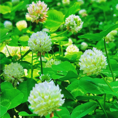 三叶草种子草种白三叶种 红三叶种子绿化护坡易活草坪种子包邮 - 图3