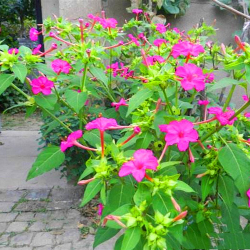 紫茉莉花种籽子四季播种开花易活胭脂花籽驱蚊庭院室外地雷花种子 - 图0