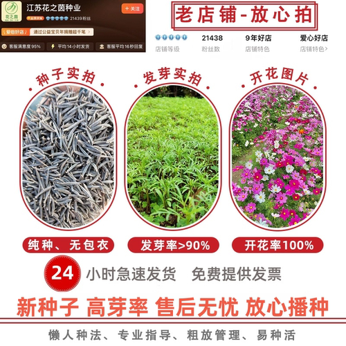 波斯菊花种子格桑花种籽子七彩四季易种花籽易活庭院室外开花种孑 - 图0