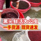 Очень большой красный червь свежий человек живая приманка питает приманку и сома дикая рыбалка для рыбалки рыбацкая дождевая червя приманка