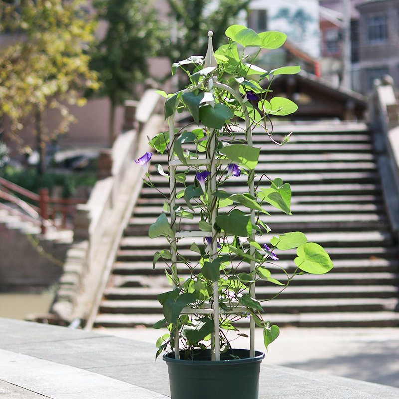 庭院植物花架爬藤支架月季攀爬三角梅爬藤架花盆花柱花藤架支撑杆