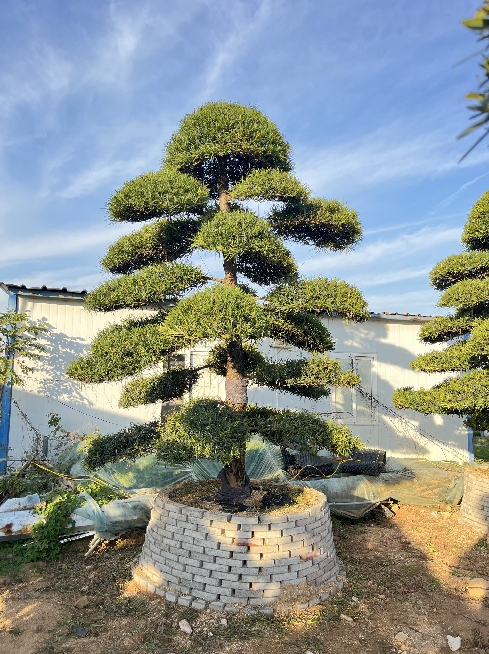 罗汉松精品造型树别墅庭院家院地景盆景大小1米2米3米4米高度,淘宝优惠券,粉丝福利购,淘宝优惠卷