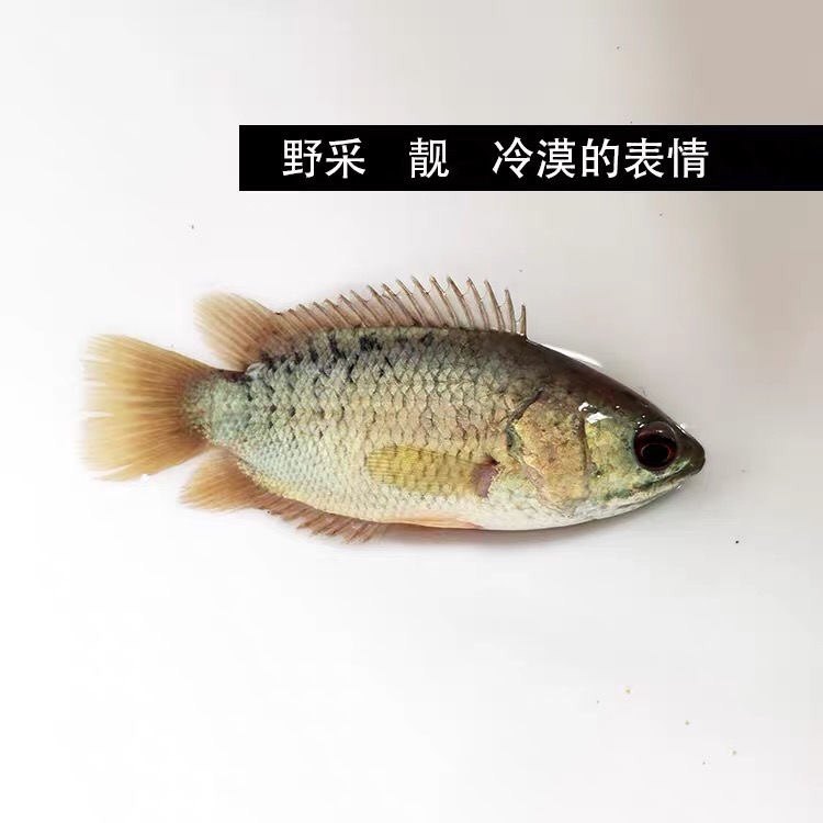 攀鲈鱼观赏鱼过山鲫鱼巴毛鱼龟壳凶猛鱼淡水鱼好养活热带鱼太阳鱼,淘宝优惠券,粉丝福利购,淘宝优惠卷