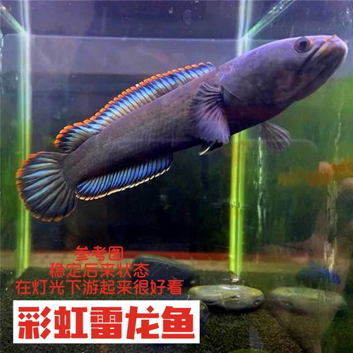 冷水观赏鱼雷龙鱼好养活凶猛淡水鱼大型凶猛鱼七彩雷龙彩虹雷龙鱼 - 图0
