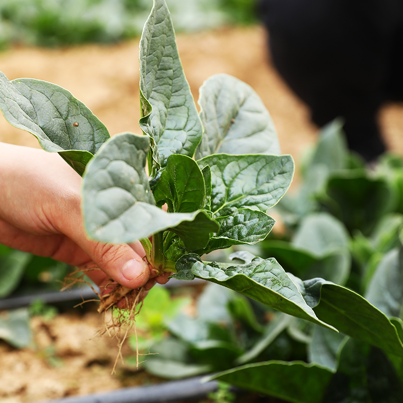 小叶菠菜种子四季波菜种籽大全秋季农家盆栽蔬菜种孑红根菠菜籽种 - 图3