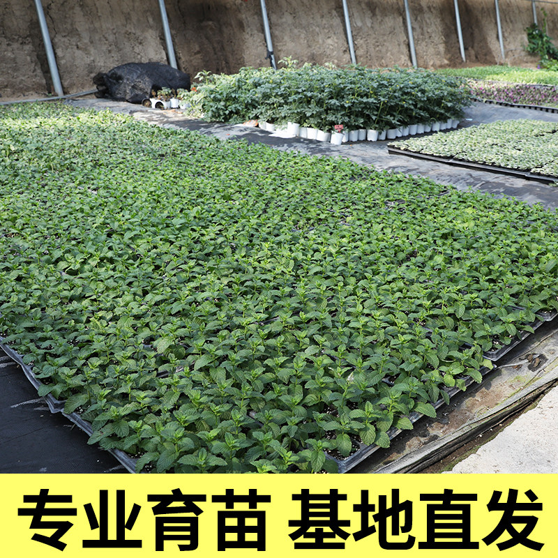 千禧圣女果苗盆栽水果小番茄西红柿种籽孑老品种串串苗秧矮生阳台,淘宝优惠券,粉丝福利购,淘宝优惠卷