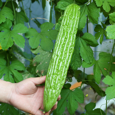 多款四季蔬菜种子菜园阳台盆栽青菜生菜香菜小香葱羊角蜜茄子种子