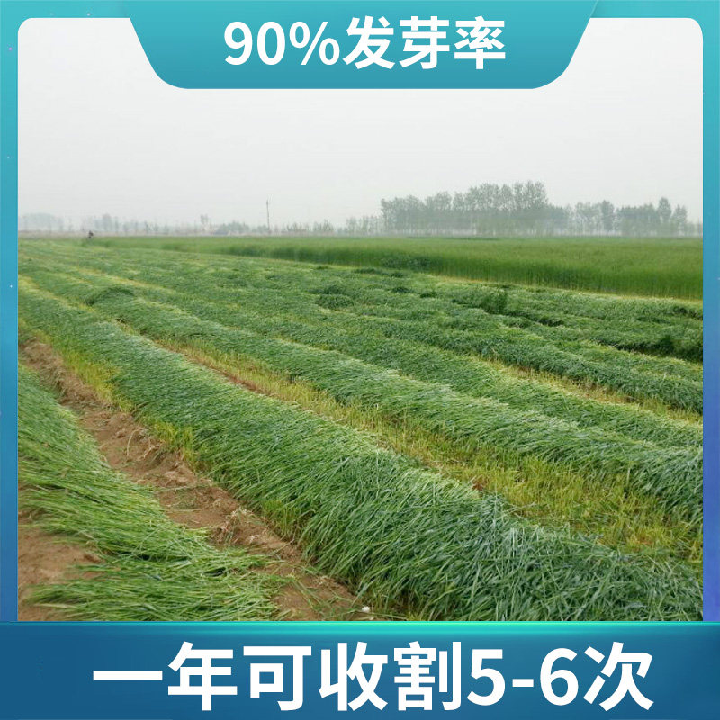 鱼草种籽牧草种籽黑麦草子种四季多年生草种养殖牧草种子黑麦草籽_虎窝淘