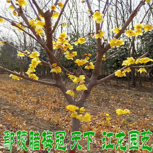 蜡梅庭院地栽黄梅别墅浓香高杆腊梅树腊梅花树苗 庭院 浓香型四季 - 图1