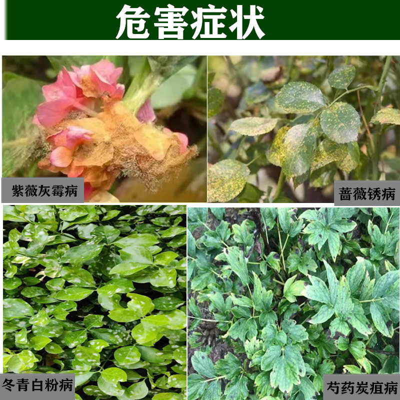 家用套餐内吸杀菌剂月季白粉病锈病叶斑病炭疽病生物叶部真菌农药 - 图1