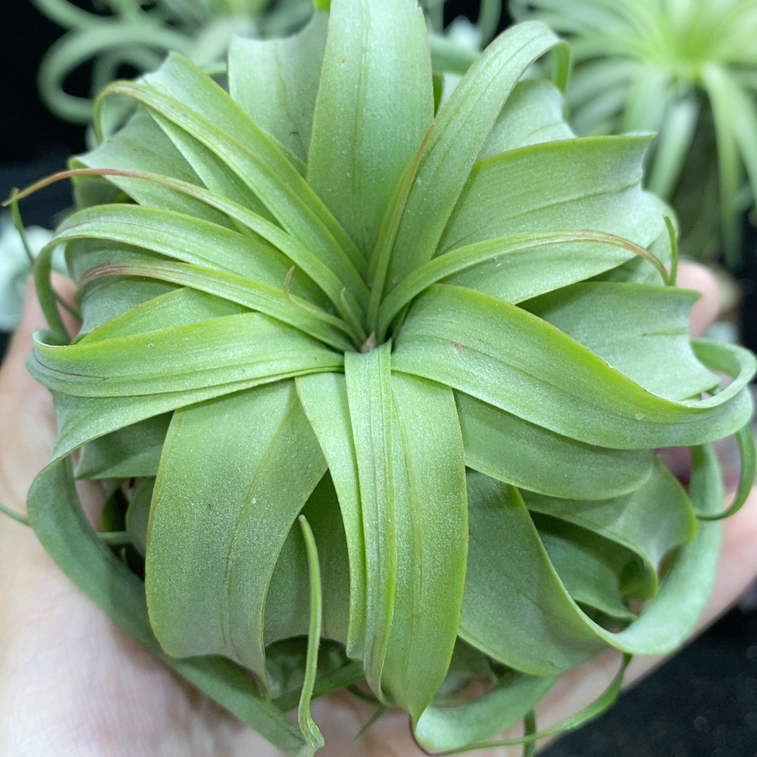 空气凤梨无土植物“艾瑞克”受欢迎卷叶类品种空气铁兰绿植包邮,淘宝优惠券,粉丝福利购,淘宝优惠卷