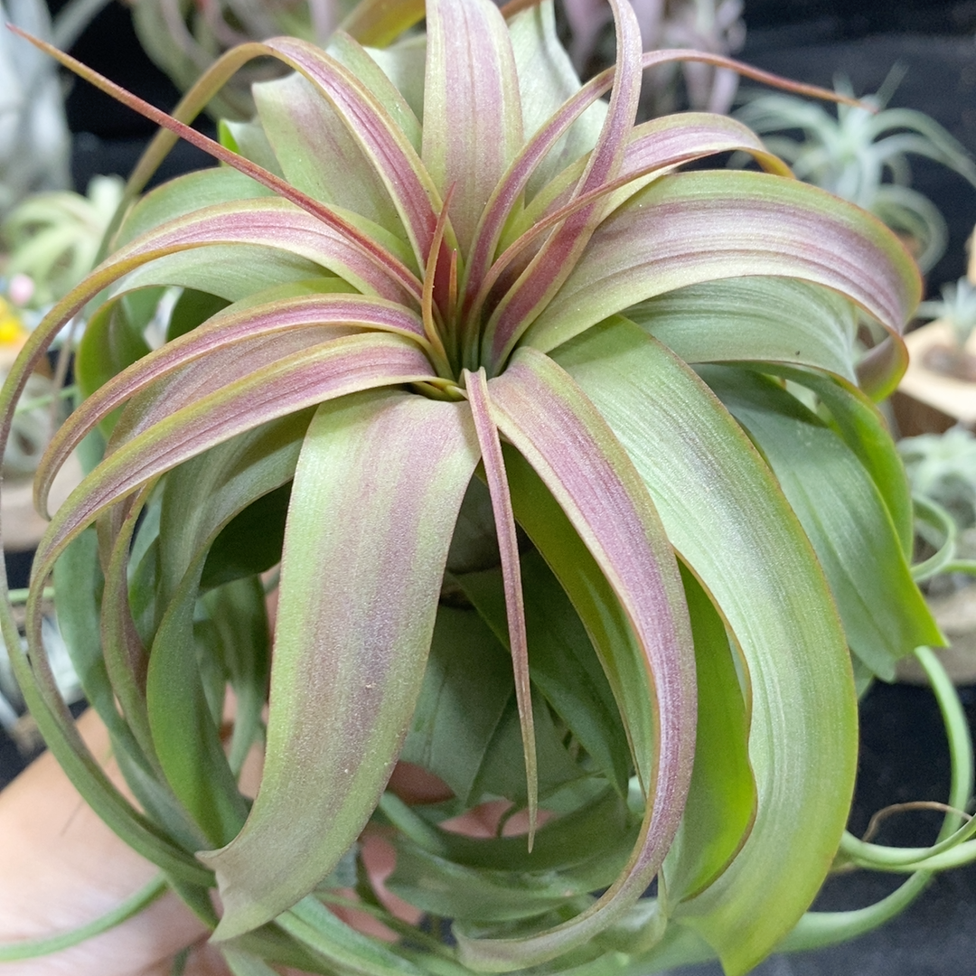 空气凤梨无土植物“艾瑞克”受欢迎卷叶类品种空气铁兰绿植包邮,淘宝优惠券,粉丝福利购,淘宝优惠卷