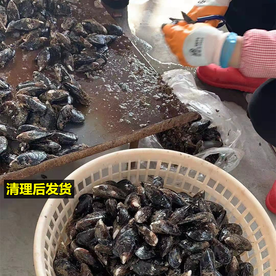 海鲜鲜活大青口贝新鲜大海虹野生淡菜贻贝青口贝海水产鲜贝类烧烤