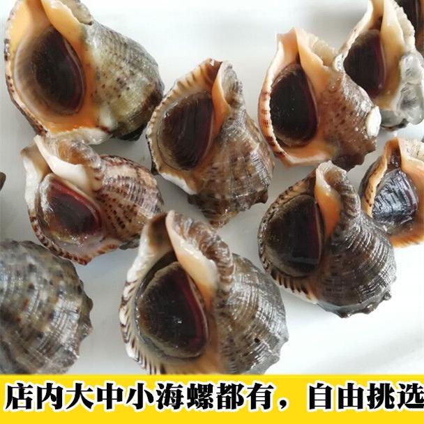 Fresh small conch, large conch, fresh seafood and aquatic products