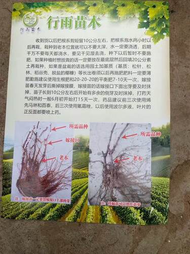 行雨苗木—红富士嫁接苗（夏黑砧木） - 图3