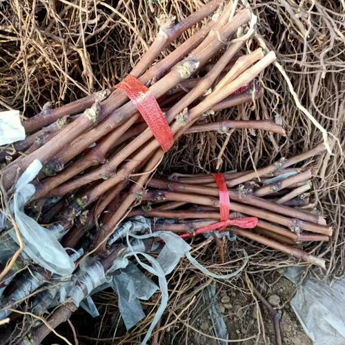 行雨苗木—红富士嫁接苗（夏黑砧木） - 图2