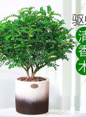 正宗清香胡椒木盆栽花卉室内外