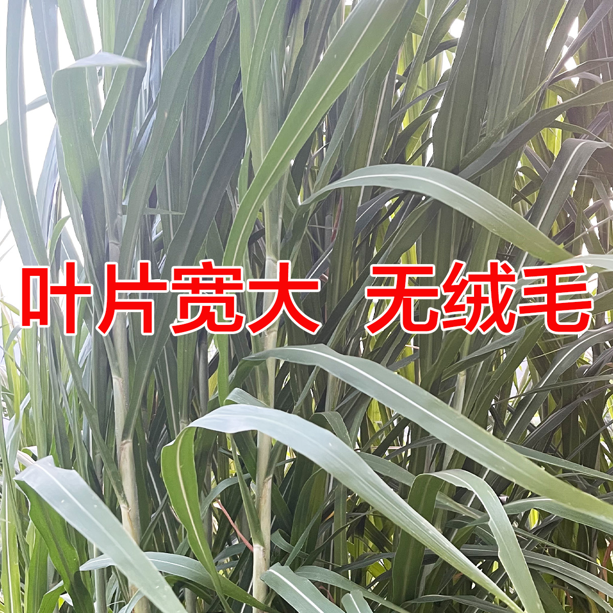 黄竹草草种子台湾新型甜象草种节养喂牛羊多年生四季巨菌草红象草 - 图1