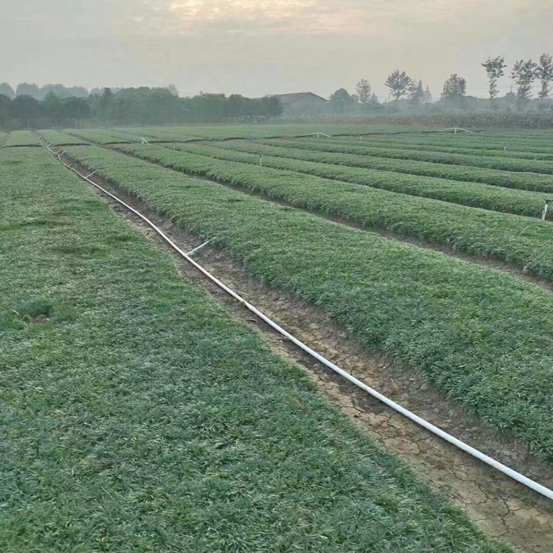 日本矮麦冬草苗玉龙草四季常青耐寒别墅庭院绿化草坪地被植物金边-图2