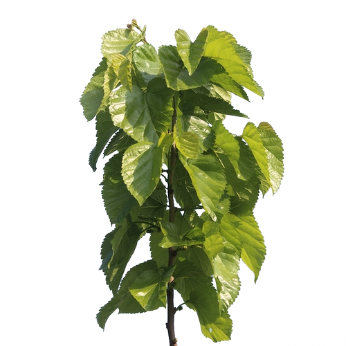 Толковые листья Свежий шелкорный червр ребенок 500 грамм маленького шелкота