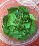 Толковые листья Свежий шелкорный червр ребенок 500 грамм маленького шелкота