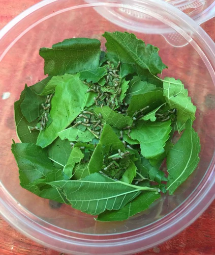 Толковые листья Свежий шелкорный червр ребенок 500 грамм маленького шелкота