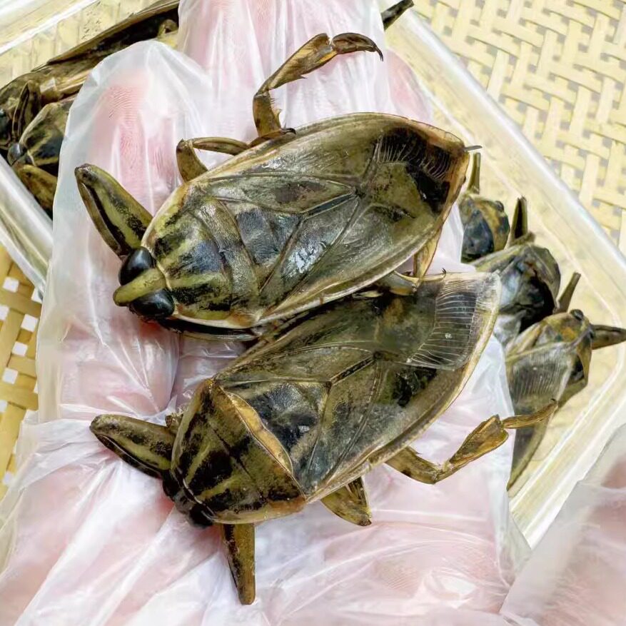 进口桂花蝉野生新鲜速冻冷冻水蟑螂大田鳖水知了品种油炸烧烤10只,淘宝优惠券,粉丝福利购,淘宝优惠卷
