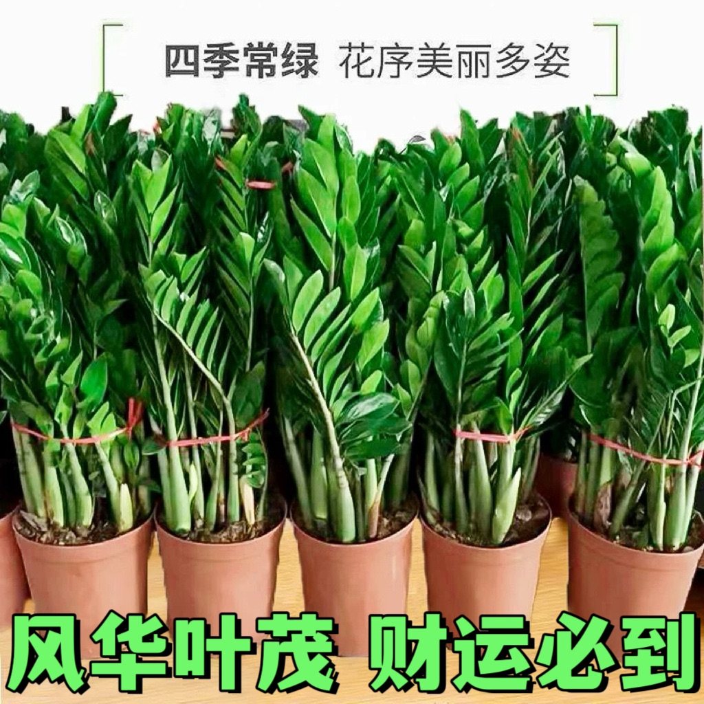 金钱树盆栽钱串子耐旱植物室内客厅办公室花卉绿植净化空气发财树,淘宝优惠券,粉丝福利购,淘宝优惠卷