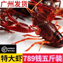 Crayfish live extra-large extra-large 789 Qian green shrimp red shell clean water Perching live shrimp fresh 5 catty and smooth