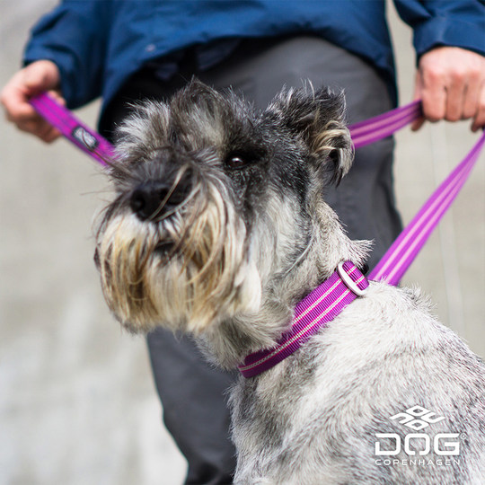 Copenhagen imported dog collar anti-impact traction rope