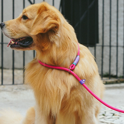 Qzee Zeedog Dog Training P веревка Dog Traction Tract Traction Small Medium Gord Dog Золотая ретривера Hascus Qiutian P Chain