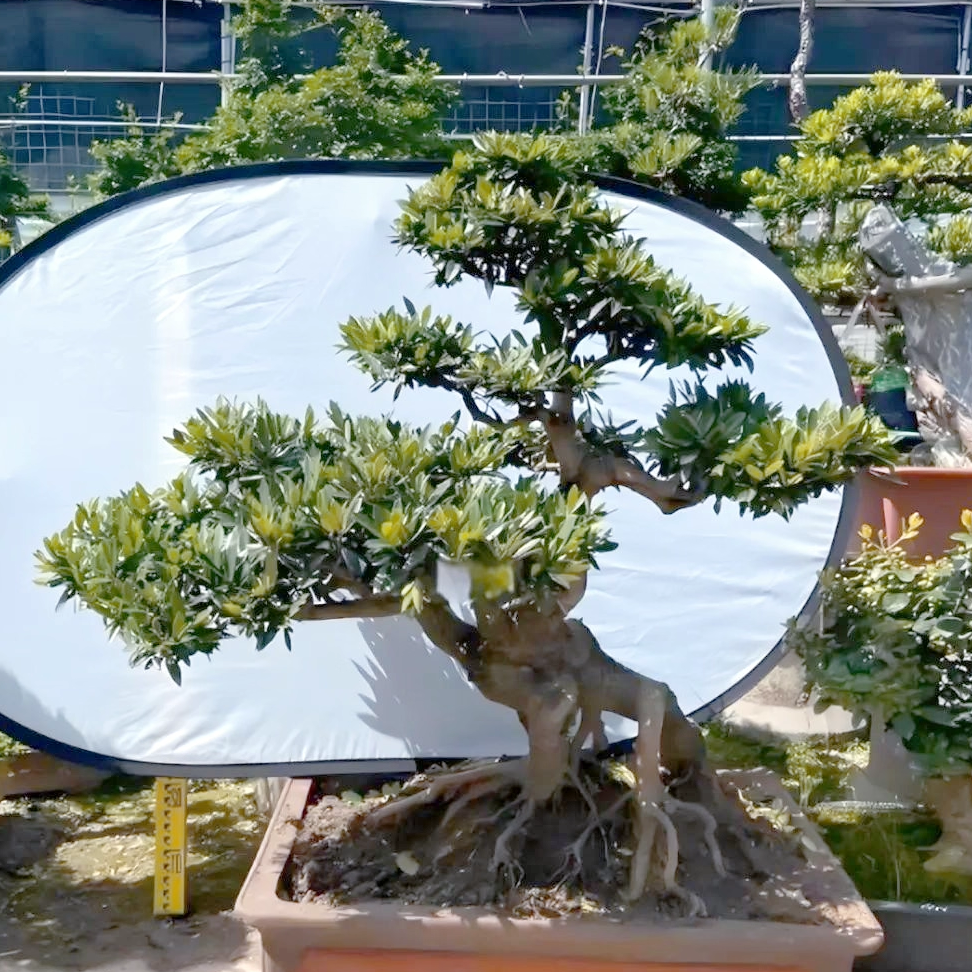 中华蚊母盆景基地直发,淘宝优惠券,粉丝福利购,淘宝优惠卷