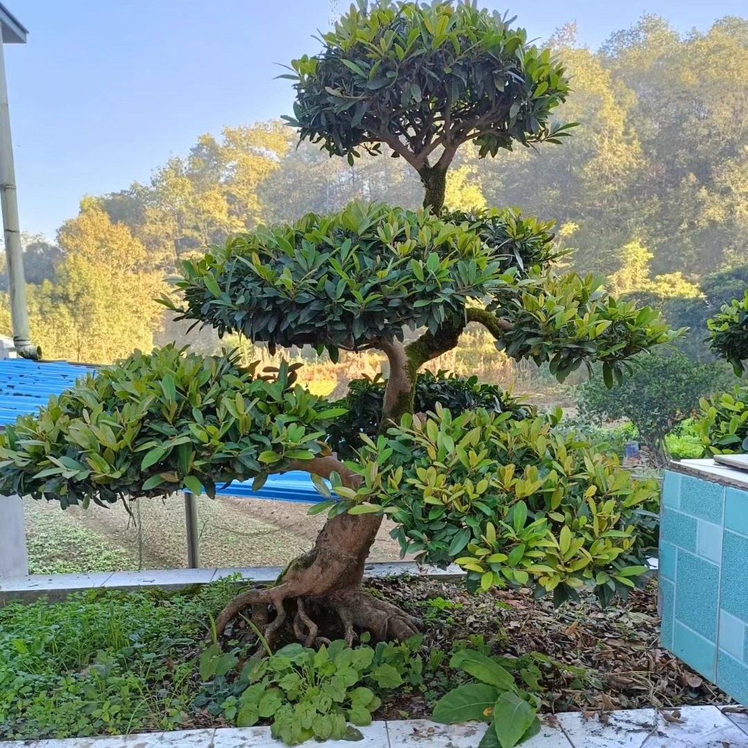 中华蚊母盆景基地直发,淘宝优惠券,粉丝福利购,淘宝优惠卷