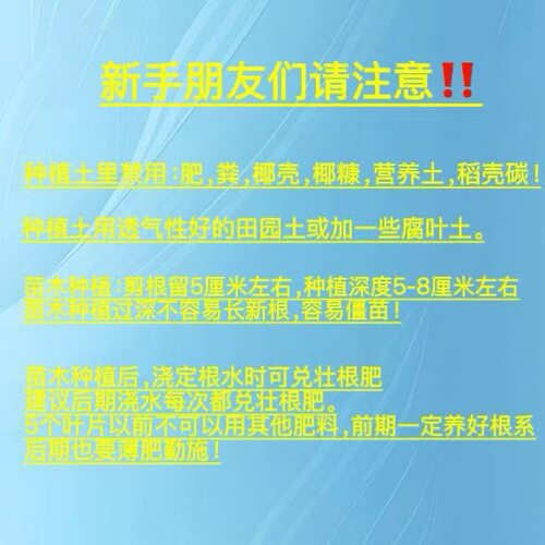 寒香蜜 扦插苗（粗） 裸根发货 宝利葡萄苗繁育专业合作社 - 图0