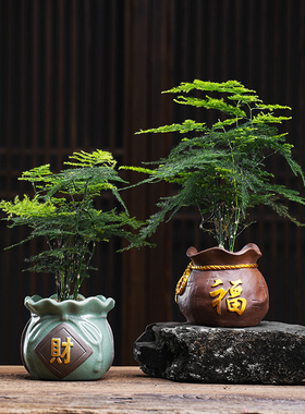 文竹小盆景竹子花卉盆栽办公室桌面绿植好养四季常青景观陶瓷摆件