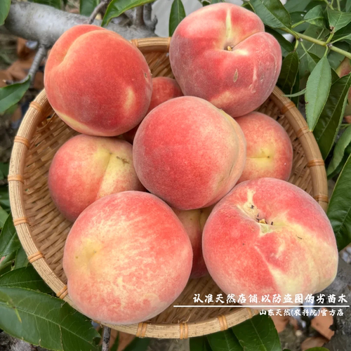 特大嫁接金秋红蜜桃树苗晚熟桃树果苗脆甜雪桃冬桃苗庭院盆栽桃子 - 图1