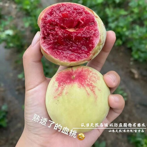 新品种绿宝石血桃树果苗香甜多汁盆栽庭院地栽血桃苗南方北方种植 - 图0