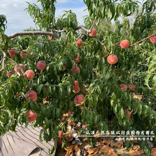 特大嫁接金秋红蜜桃树苗晚熟桃树果苗脆甜雪桃冬桃苗庭院盆栽桃子 - 图3