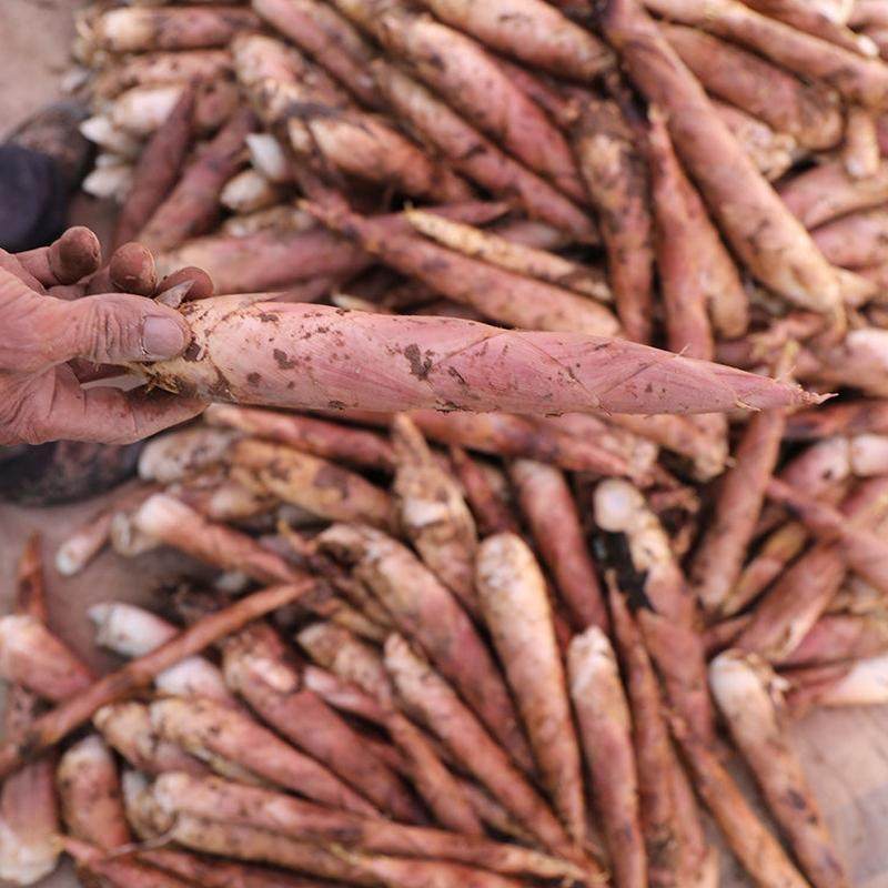 小笋（顺丰包邮）新鲜现挖雷竹笋农家春笋根黄泥笋竹笋秋笋老一些,淘宝优惠券,粉丝福利购,淘宝优惠卷