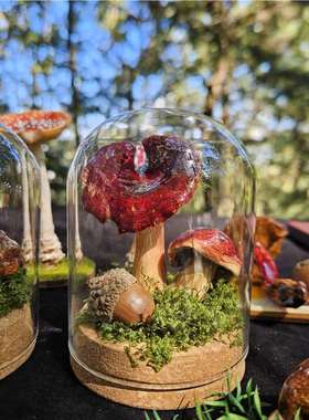 云南大理苍山蘑菇微景观玻璃罩双层塑封摆件特色送礼纪念品