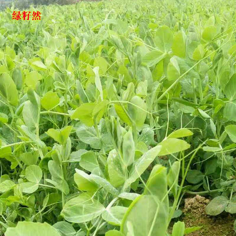 豆苗种子豌豆尖种籽特嫩爽甜芽苗菜种子菜阳台盆栽四季蔬菜种孑籽_虎窝淘