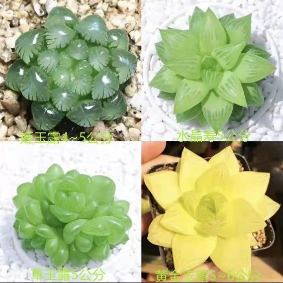 玉露多肉植物组合十二卷花卉盆栽黄金玉露冰灯冰川 室内盆栽属鸡,淘宝优惠券,粉丝福利购,淘宝优惠卷