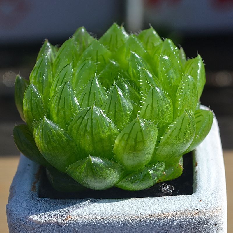 新款客厅防辐射大棵樱水晶玉露多肉植物白银寿十二卷多肉绿植花卉 - 图3