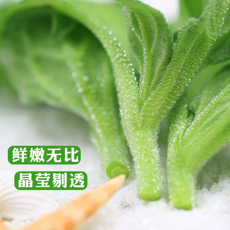 新鲜冰草1000g蔬菜沙拉轻食西餐凉拌生吃食材水晶冰菜冰花冰叶-图0