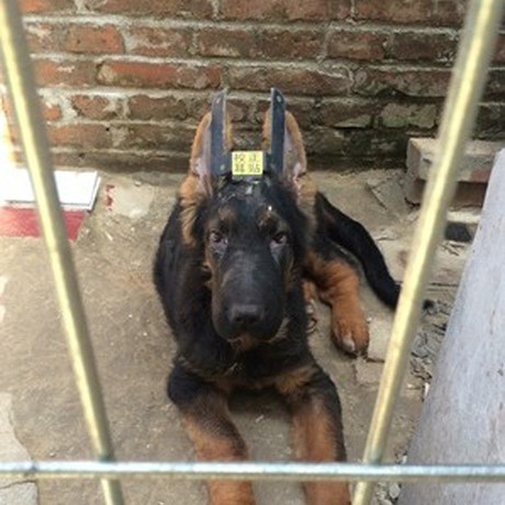 包邮德牧杜宾立耳器大丹犬耳托狼青