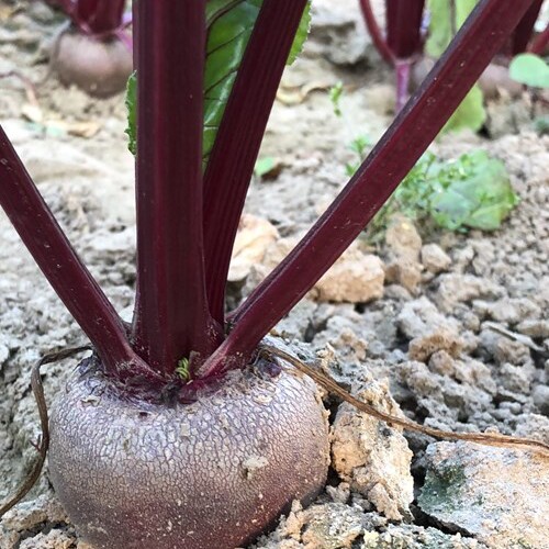 2026年新鲜甜菜根红菜头迷你红甜菜甜菜头紫菜头卡通馒头包子5斤 - 图2
